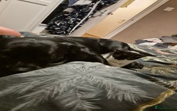 Domestic Shorthair cats for sale: 2 black and white kittens, 1 all black Female - Advert 12