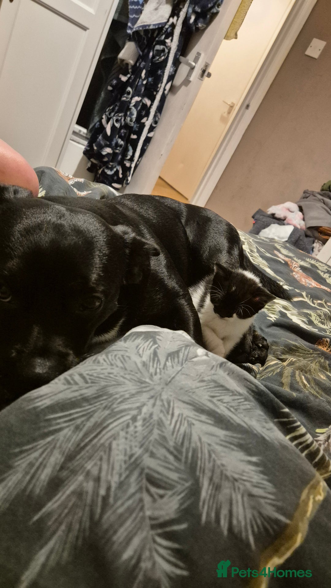 Domestic Shorthair cats for sale: 2 black and white kittens, 1 all black Female - Advert 12