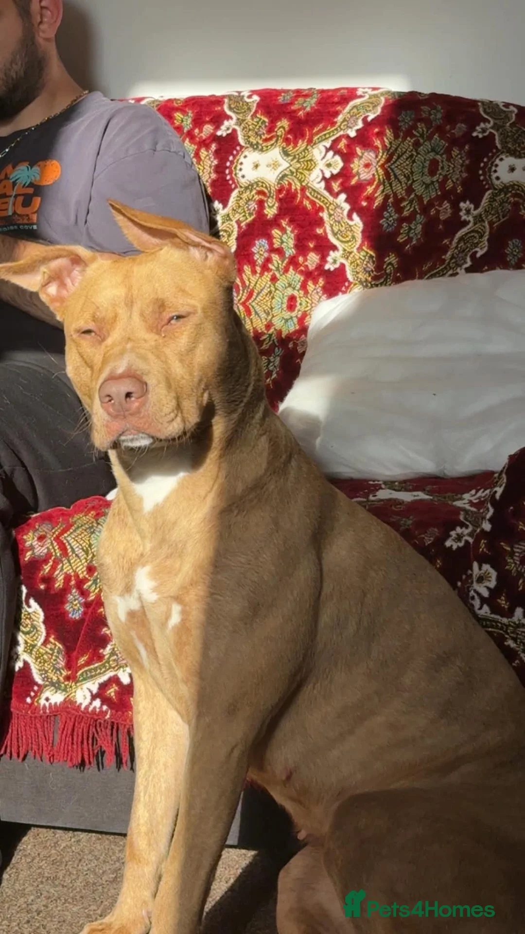 Mixed Breed dogs for sale: Bully manya pupy  - Advert 1