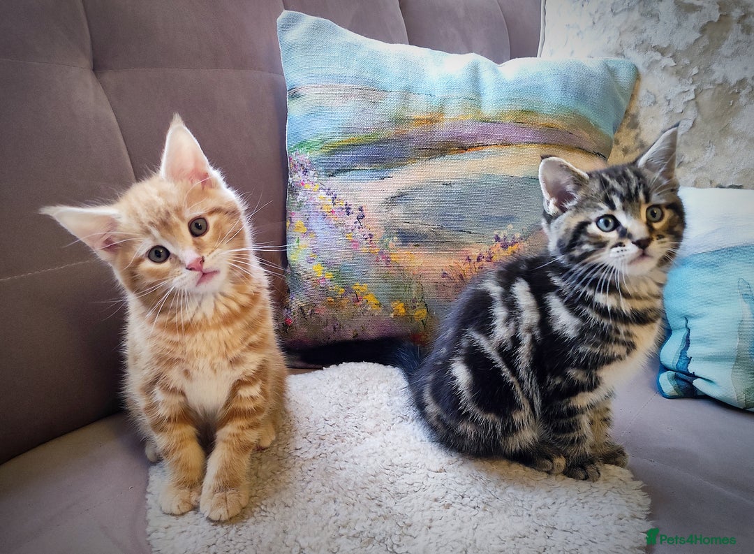 Mixed Breed cats for sale: 🐾 Affectionate Maine Coon Mix Kittens for Sale 🐾 - Advert 4