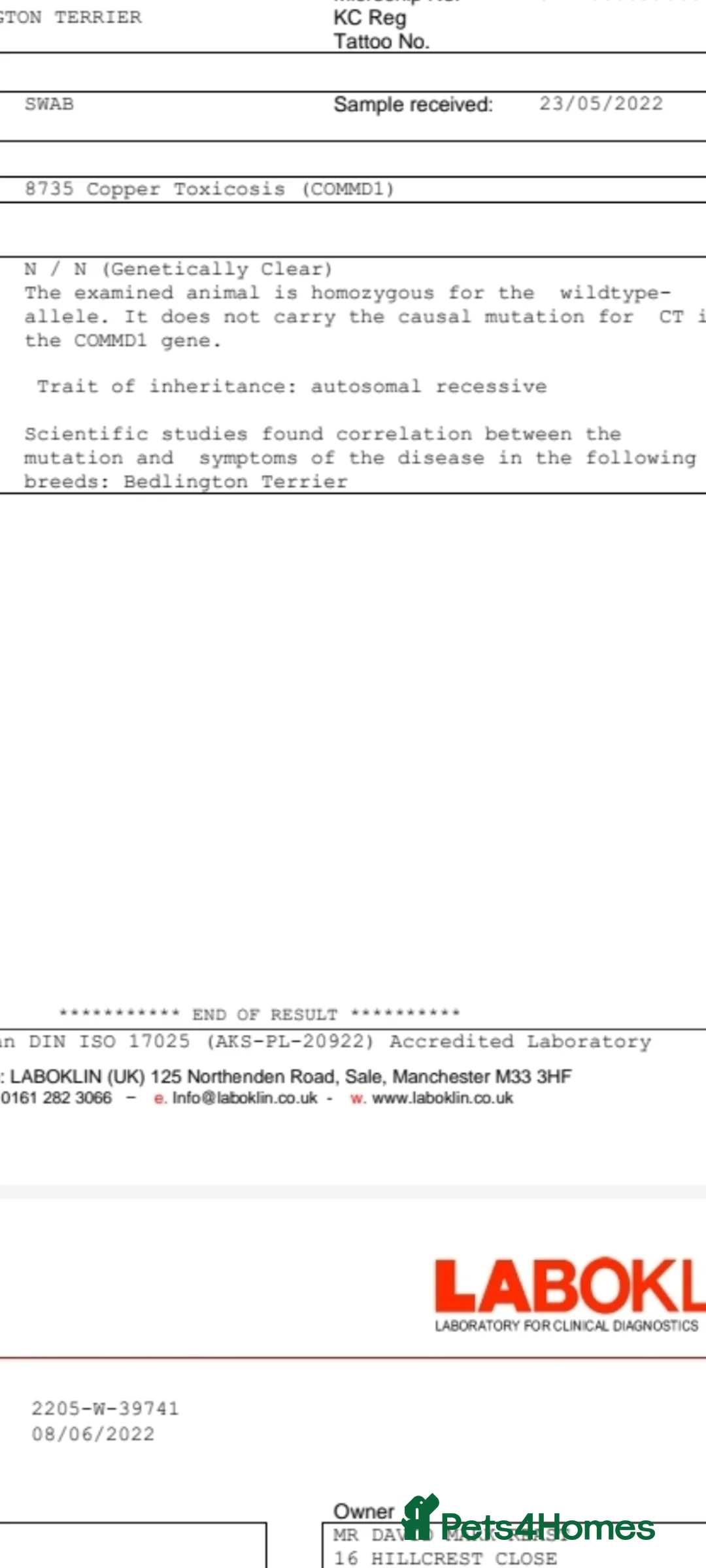 Bedlington Terrier dogs for stud: Blue.  Bedlington terrier for stud  CT Clear   in Chesterfield - Advert 6