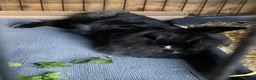 Mini Lion Lop rabbits for sale: Super tame mini lion lop  - Advert 3