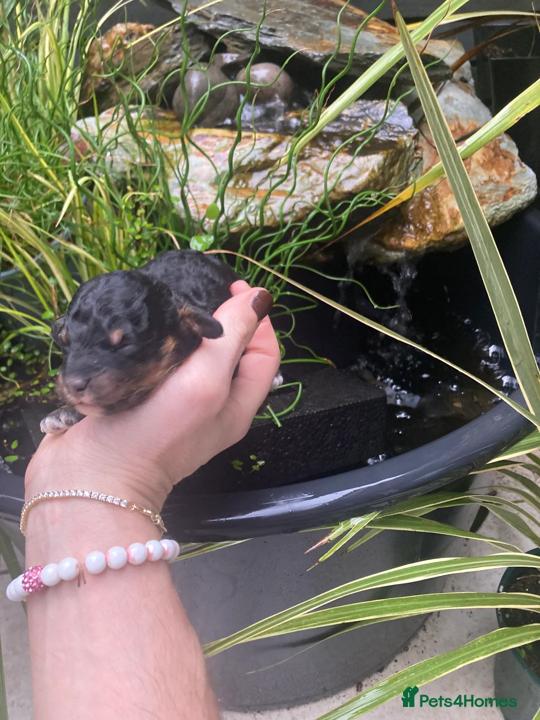 Cavapoo dogs for sale: Toy cavapoo WAITING LIST - Advert 27