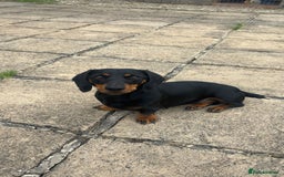 Miniature Dachshund dogs for sale: Miniature dachshund puppies - Advert 12