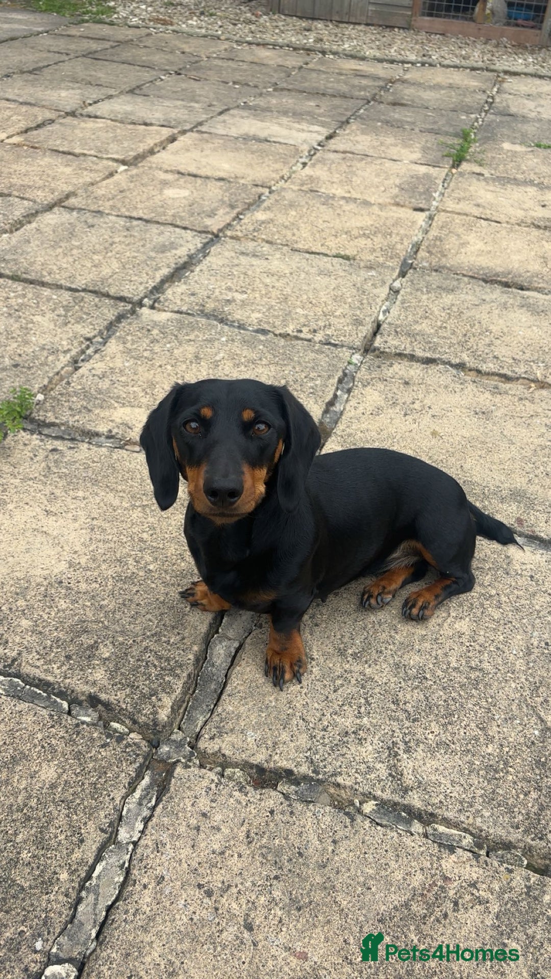 Miniature Dachshund dogs for sale: Miniature dachshund puppies - Advert 12