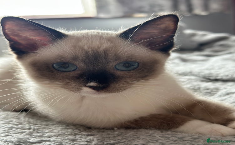 Ragdoll cats for sale - Advert 1