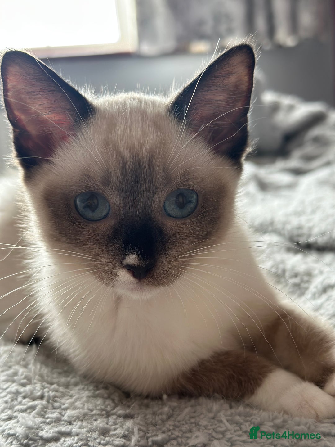 Ragdoll cats for sale: Two beautiful playful ragdolls ready now - Image 1