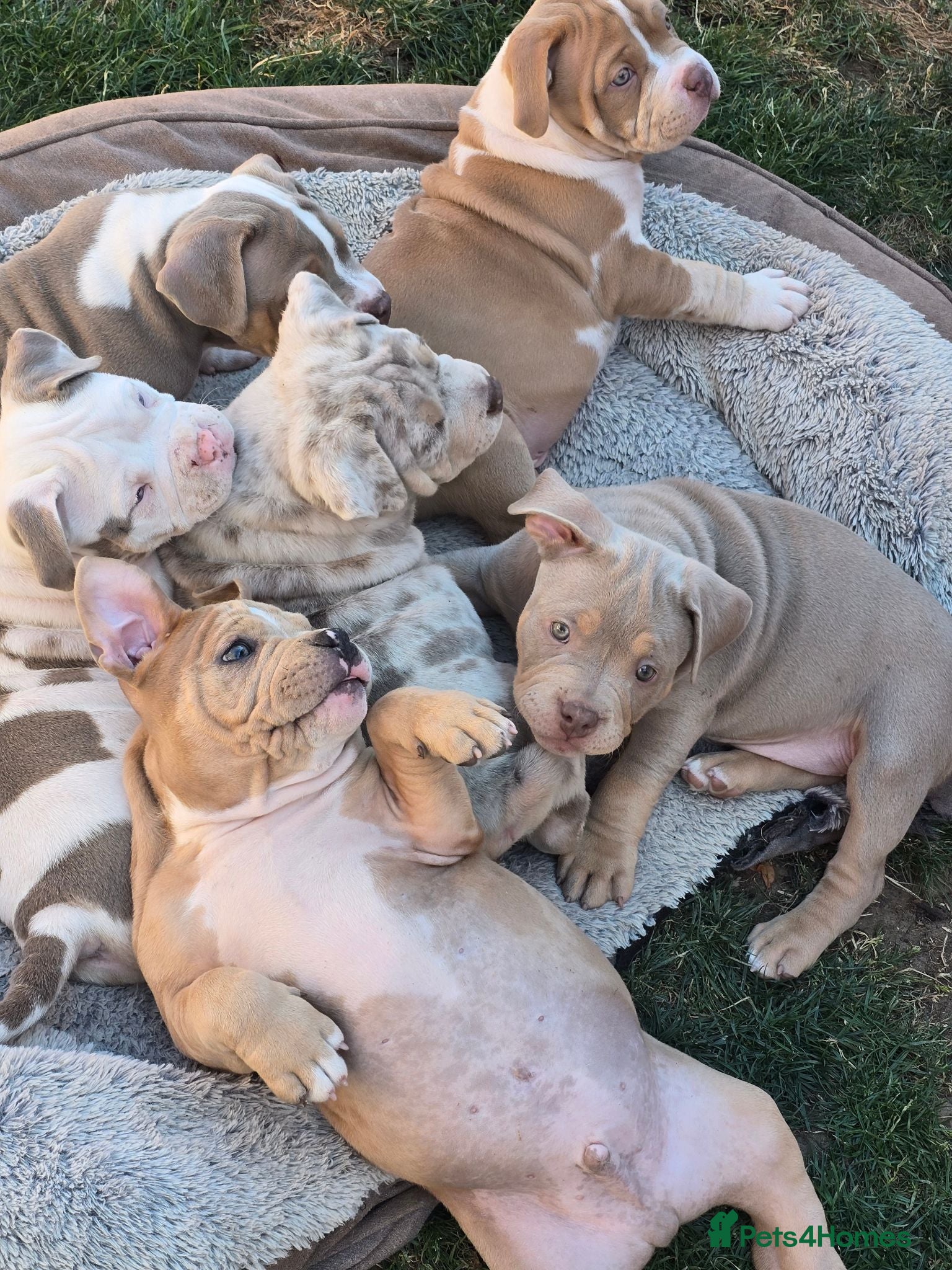 American Bully dogs Champion ABKC Line Bully Pups - Advert 3