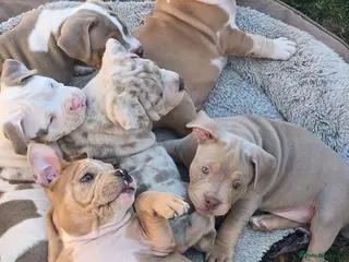 American Bully dogs Champion ABKC Line Bully Pups - Advert 3