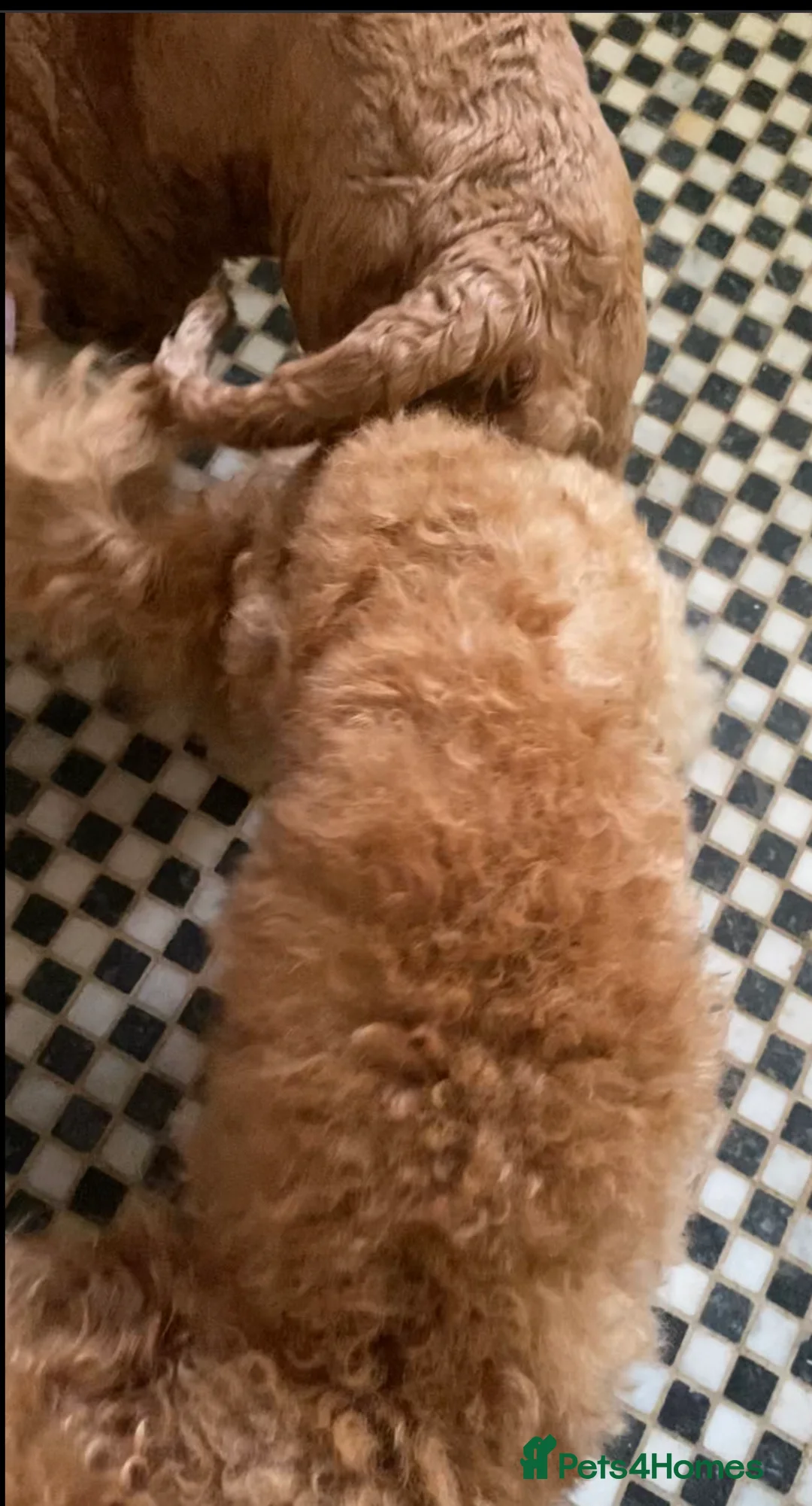Toy Poodle dogs for stud: Famously known Toy Poodle Stud in Swindon - Advert 6