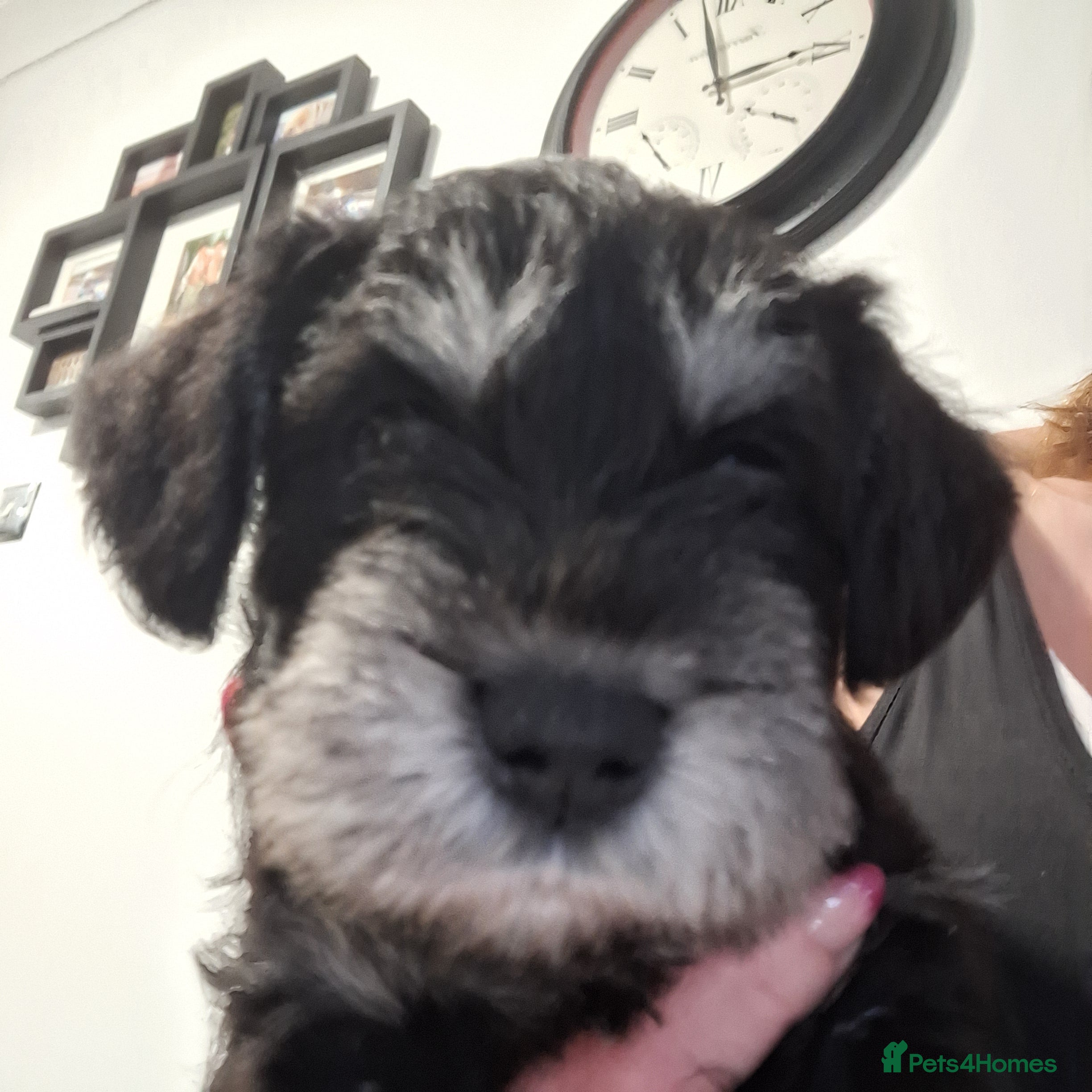 Miniature Schnauzer dogs 8 adorable miniature schnauzer puppies  - Advert 2