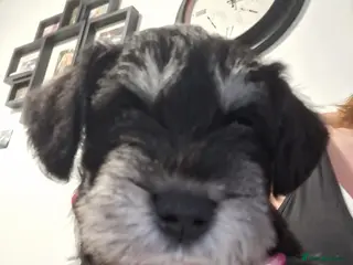 Miniature Schnauzer dogs 8 adorable miniature schnauzer puppies - Advert 2