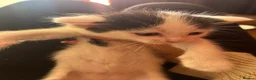 Ragdoll cats for sale: Ragdoll cross kittens mother is a purebred ragdoll - Advert 9