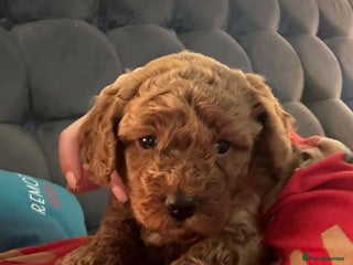 Cockapoo dogs Cockapoo puppies for sale - Advert 12