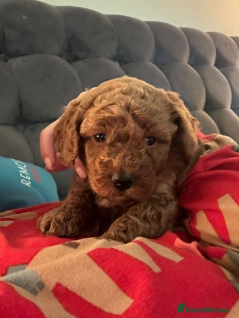 Cockapoo dogs - Advert 4