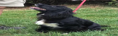 Cocker Spaniel…just 3yrs old, 