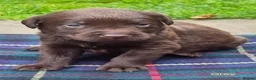 Labrador Retriever dogs for sale: Exceptional KC Reg Chocolate Labrador Puppies  - Advert 5