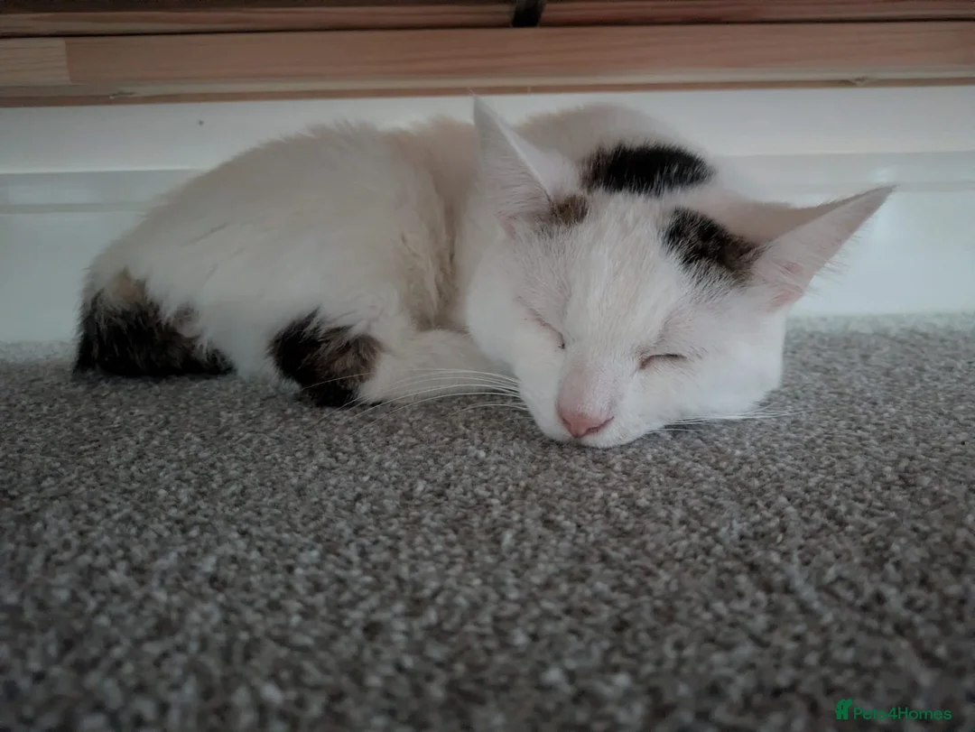 Mixed Breed cats for sale: Two cats - Advert 5