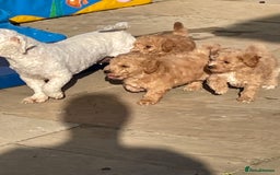 Poochon dogs for sale: Poochon girl and boys💥 - Image 10