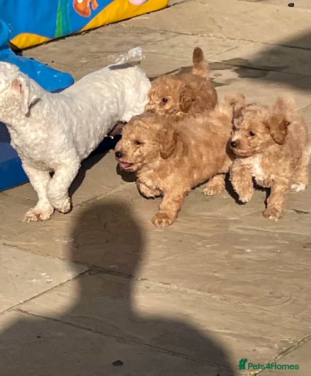Poochon dogs for sale: Poochon girl and boys💥 - Image 10