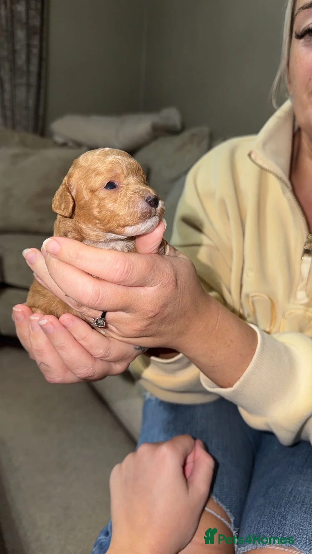 Toy Poodle dogs for sale: Toy poodle pups  in Doncaster - Advert 2