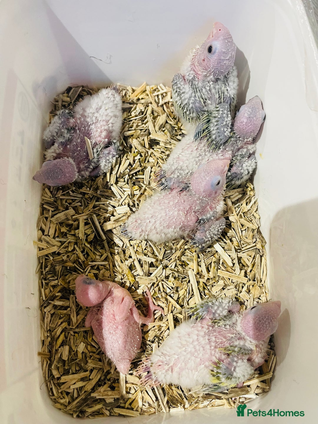 Conures birds for sale: Hand reared conures for sale  - Advert 22