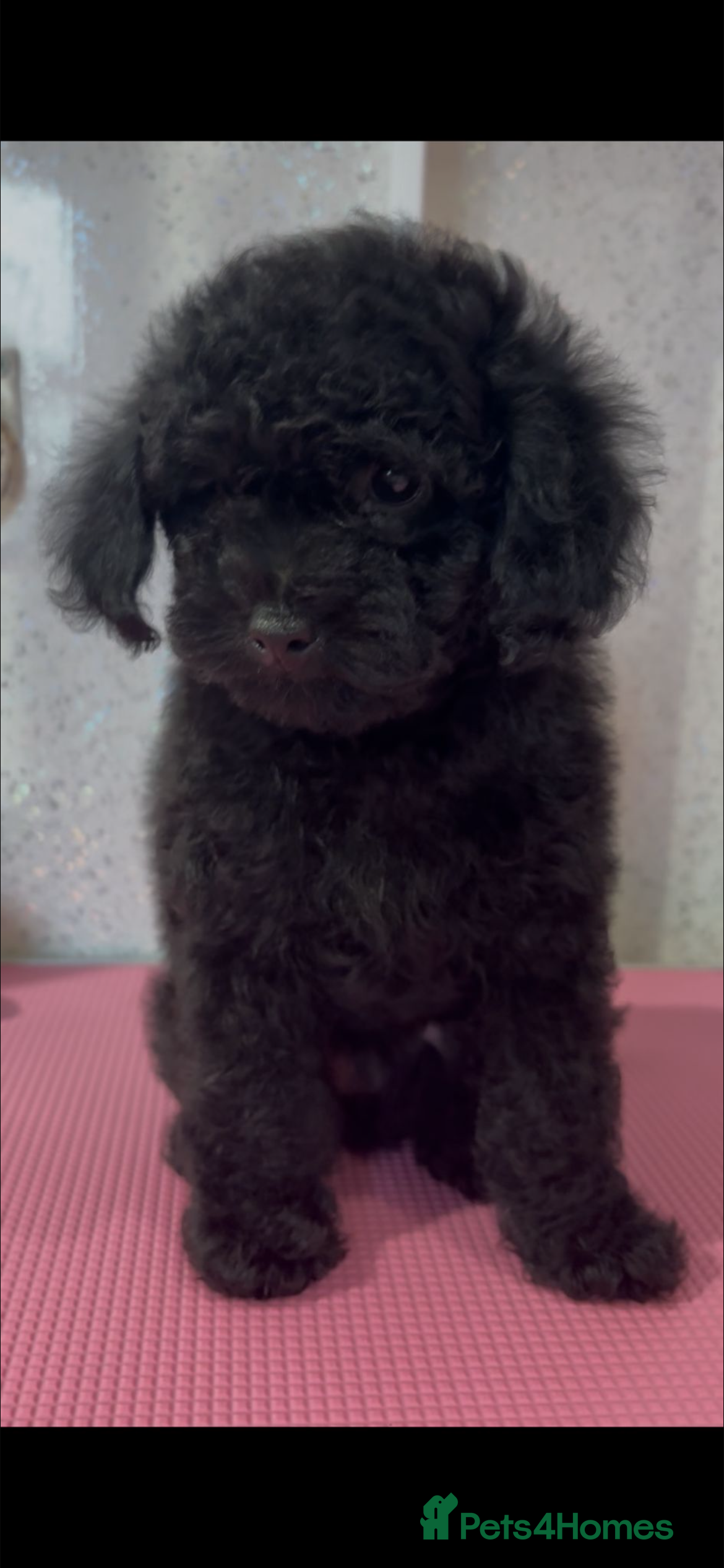 Toy Poodle dogs  REDUCED LAST PUP KC toy poodles health tested - Advert 3