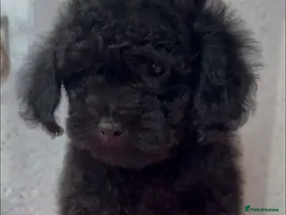 Toy Poodle dogs REDUCED LAST PUP KC toy poodles health tested - Advert 3