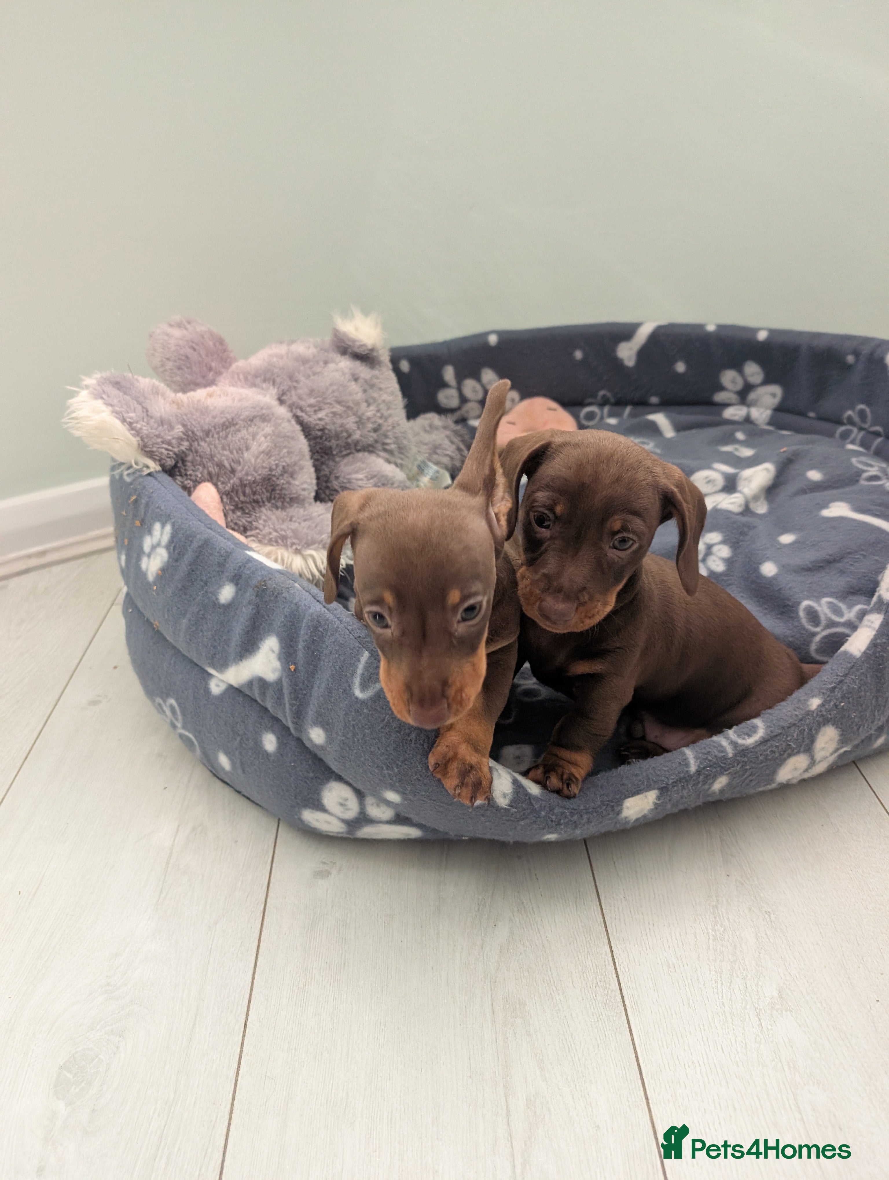 Miniature Dachshund dogs Mini Daxies for sale - Advert 16