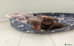 Miniature Dachshund dogs for sale: Mini Davies for sale - Image 10