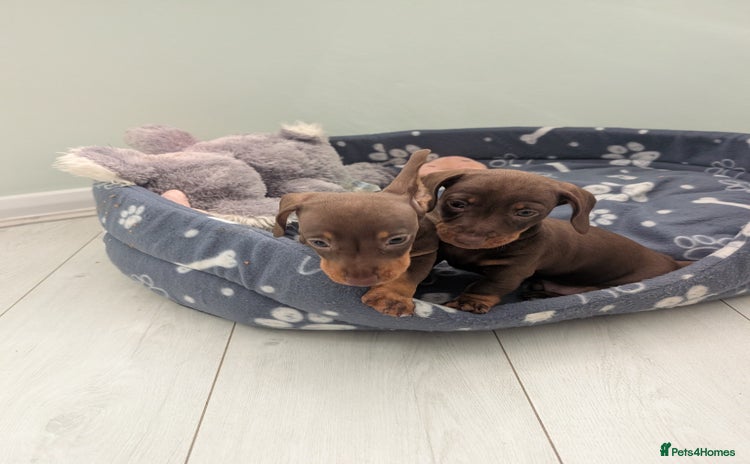 Miniature Dachshund dogs - Advert 3