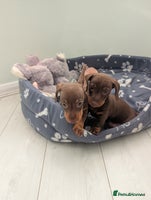 Miniature Dachshund dogs - Advert 2
