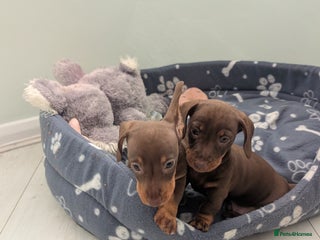 Miniature Dachshund dogs - Advert 26