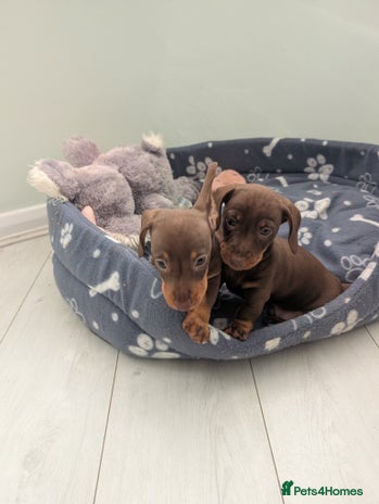 Miniature Dachshund dogs - Advert 10