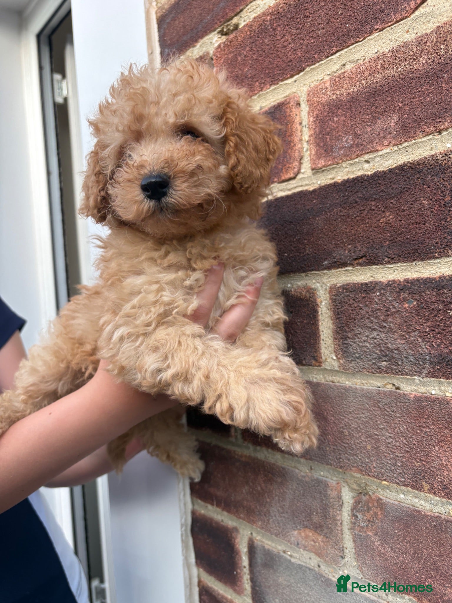 Toy Poodle dogs Toy poodle  - Advert 2