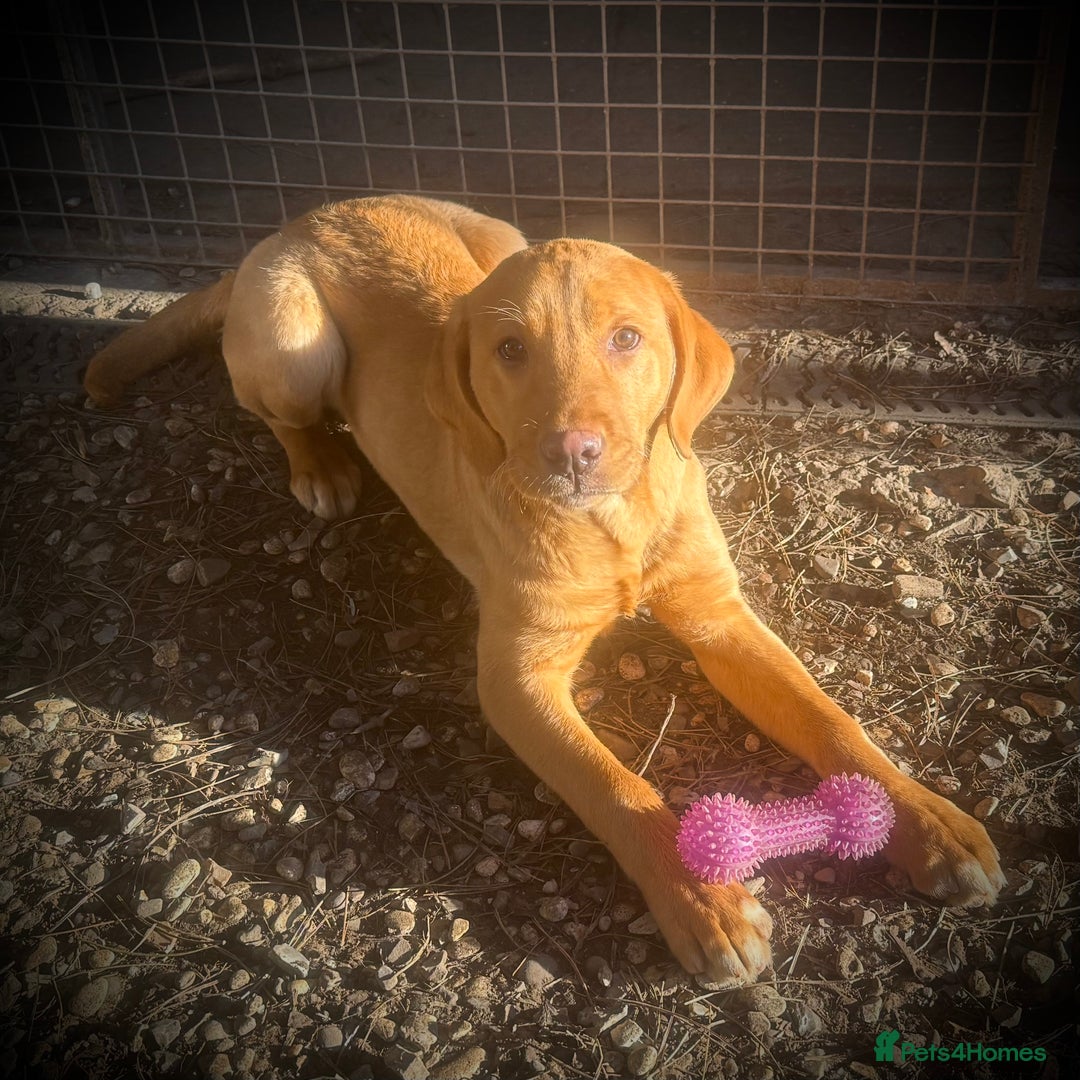 Labrador Retriever dogs for sale: Roger the Fox Red Lab - Advert 11