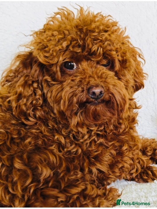 Toby