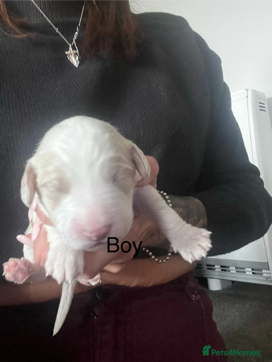 Cockapoo dogs for sale: Beautiful cockapoo puppies  - Advert 2