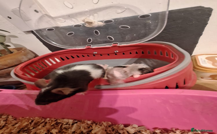 Mouse rodents - Advert 6