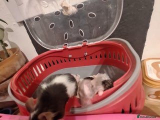 Mouse rodents Fancy pet mice for sale £8 each - Advert 4