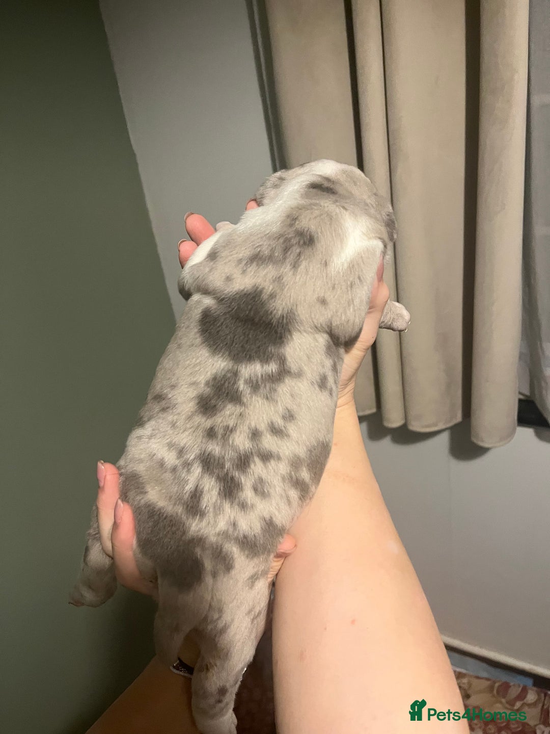 Olde English Bulldogge dogs for sale: Old English bulldog  - Advert 24