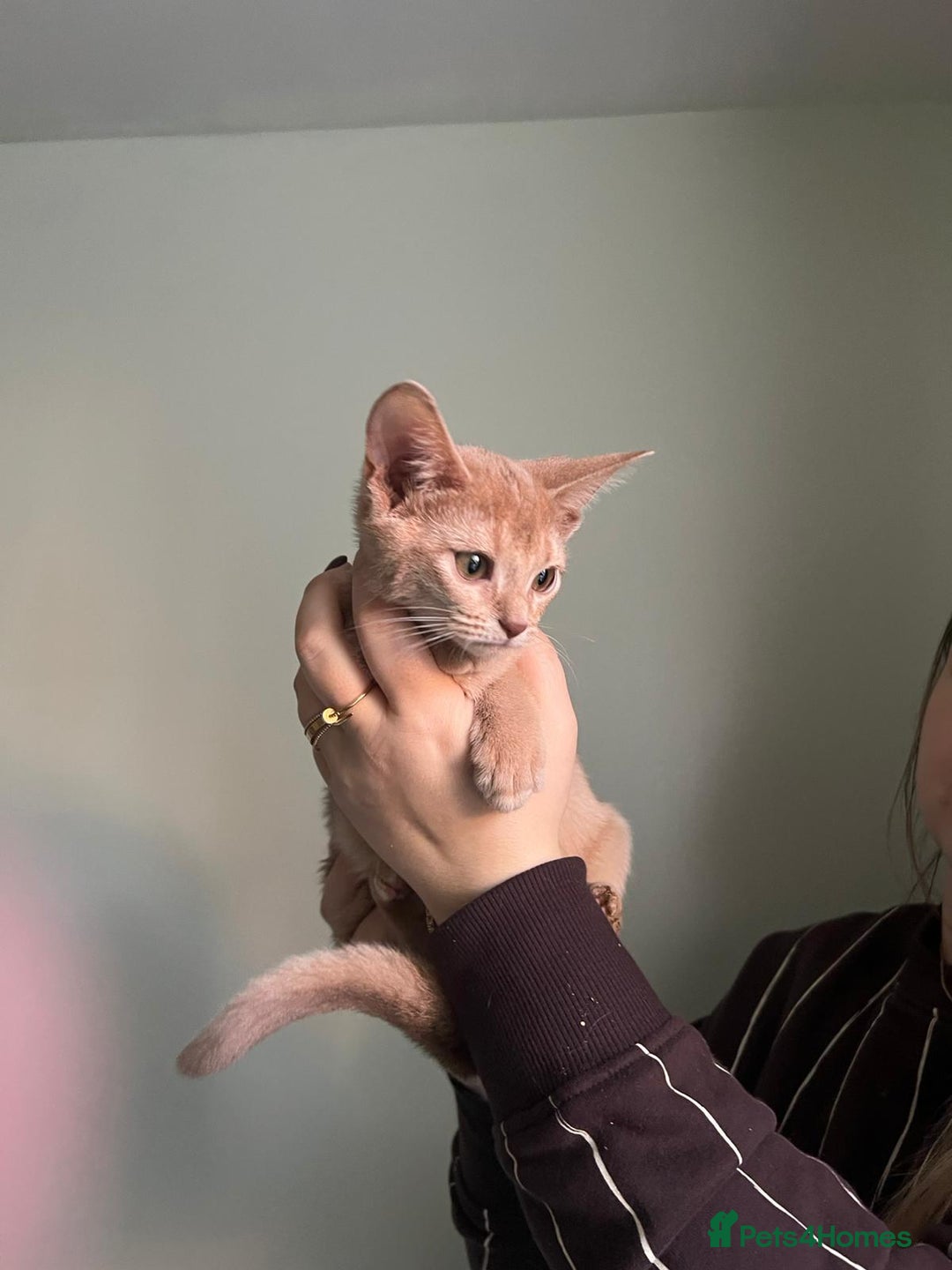 Abyssinian cats for sale: Pure pedigree fawn Abyssinian kittens 🐱  - Advert 12