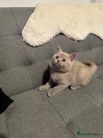 British Shorthair cats STUNNING BSH LILAC KITTENS 3 MALES/1 FEMALE - Advert 8