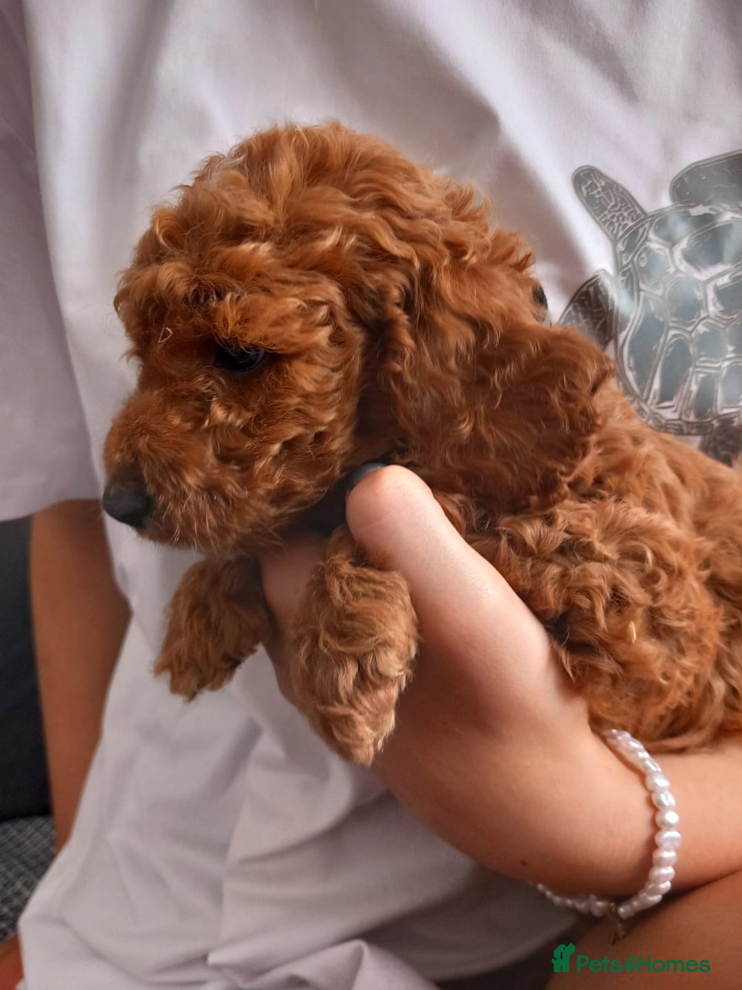Cockapoo dogs for sale: Red cockapoo puppies - Image 15