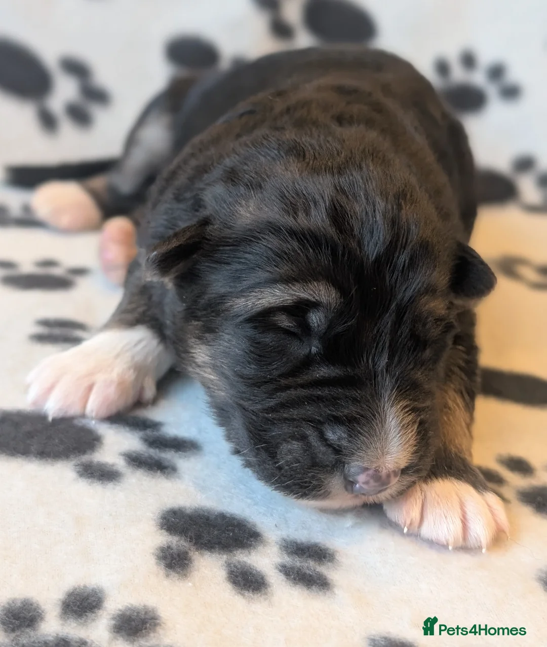 German Shepherd dogs for sale: KC Registered German Shepherd Puppies 🐾  - Advert 1