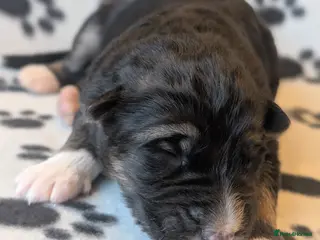 German Shepherd dogs KC Registered German Shepherd Puppies 🐾 - Advert 18