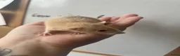 Rat rodents for sale: Dwarf Rats - Advert 2