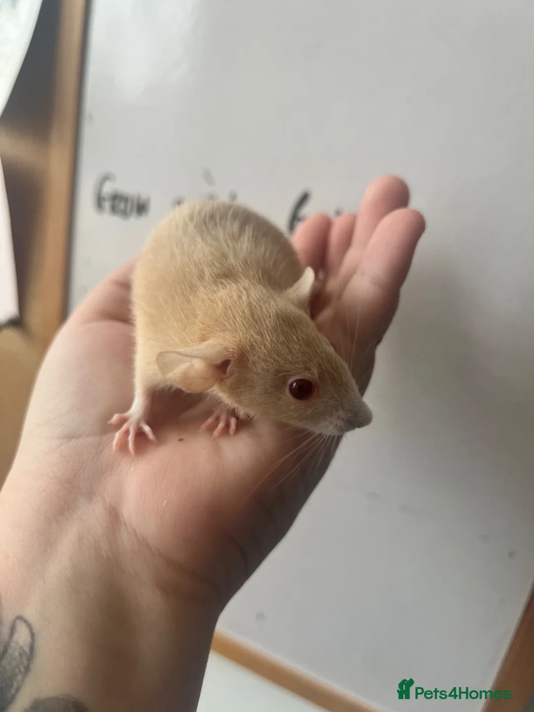 Rat rodents for sale: Dwarf Rats - Advert 2