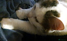 Domestic Shorthair cats for sale: Beautiful, friendly boy in urgent need of a home - Image 2