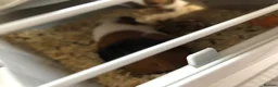 Guinea Pig rodents for sale: 2 female Guinea pigs  in Darlington - Advert 3